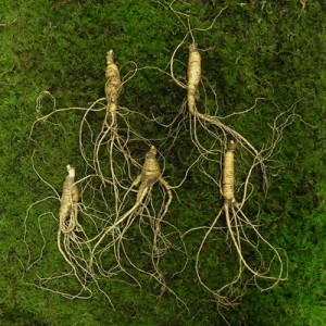 산양삼 7년근 5뿌리(베스트 산양삼 추천)