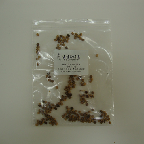 산양삼 심기체험세트(종묘10주, 종자10g)